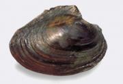 Cristaria plicata